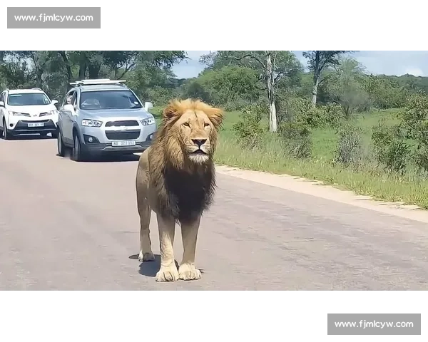 索罗・西科亚加冕全美冠军:实力碾压,何须 “YEET” 狂欢? 索罗・西科亚加冕全美冠军:实力碾压,何须 “YEET” 狂欢?